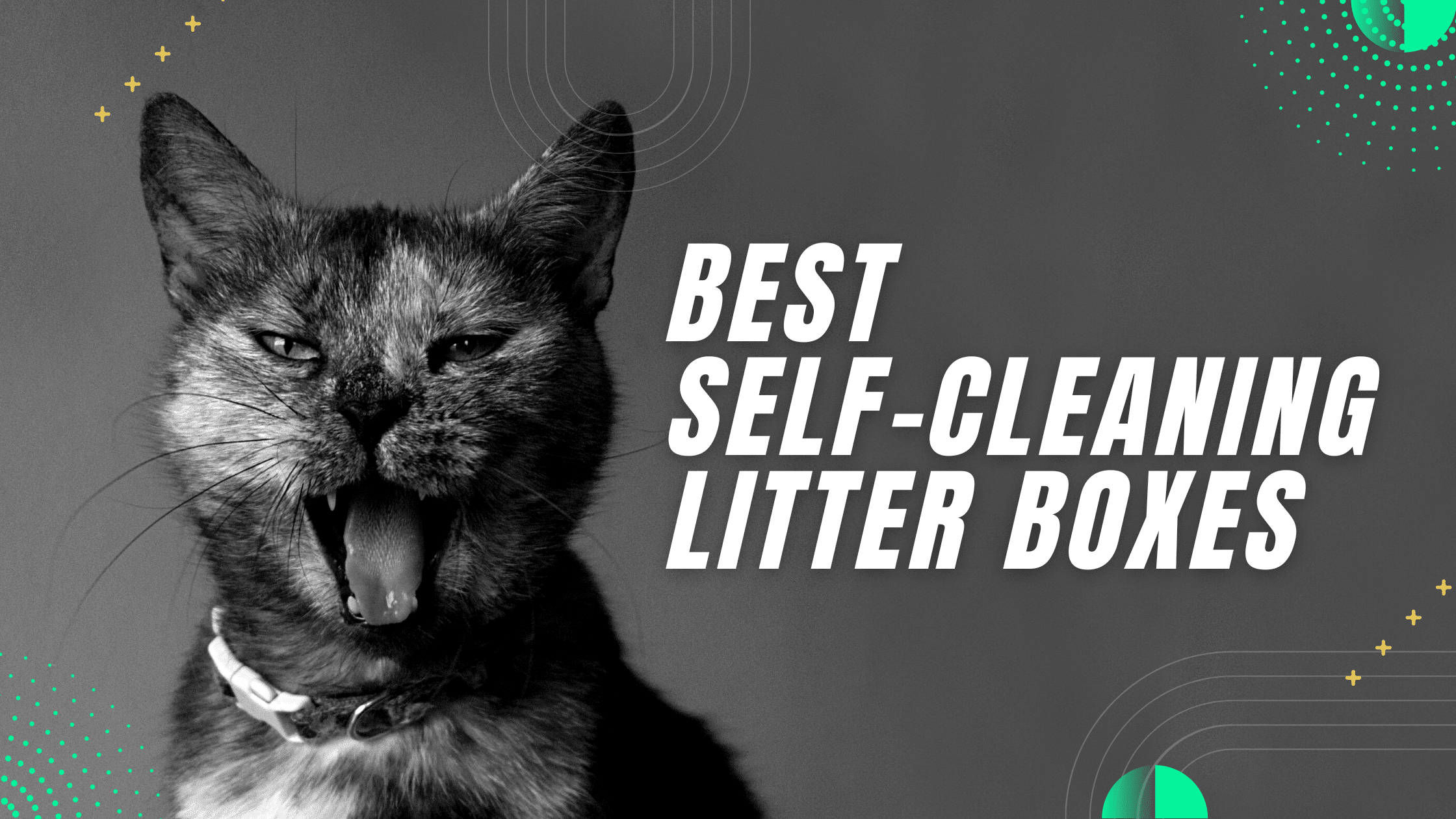 Top 3 Best Self-Cleaning Litter Boxes Revealed! [2023] - Robot Chores